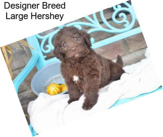 Designer Breed Large Hershey