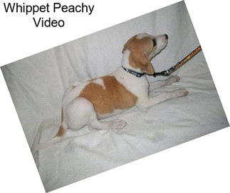 Whippet Peachy Video
