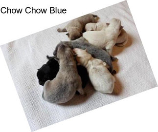Chow Chow Blue