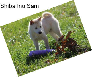 Shiba Inu Sam