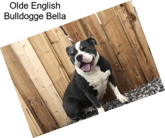 Olde English Bulldogge Bella