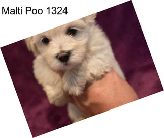 Malti Poo 1324