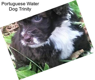 Portuguese Water Dog Trinity