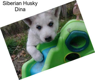 Siberian Husky Dina