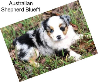 Australian Shepherd Bluef1