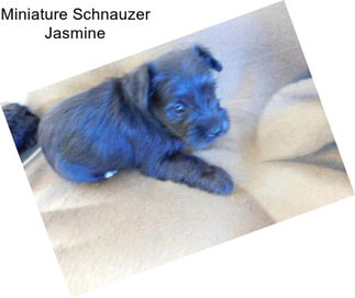 Miniature Schnauzer Jasmine