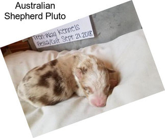 Australian Shepherd Pluto