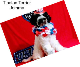 Tibetan Terrier Jemma