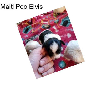 Malti Poo Elvis