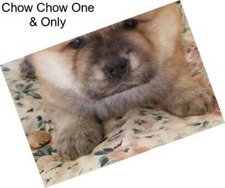 Chow Chow One & Only