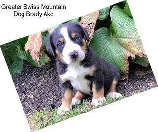 Greater Swiss Mountain Dog Brady Akc