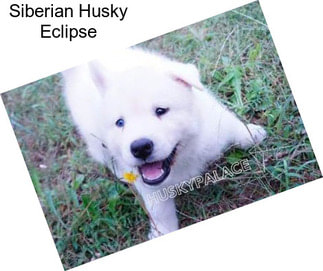Siberian Husky Eclipse