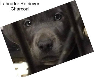 Labrador Retriever Charcoal