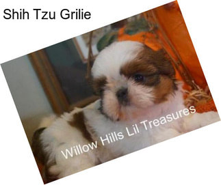 Shih Tzu Grilie