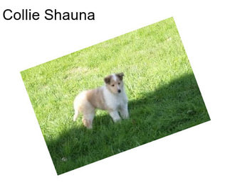 Collie Shauna