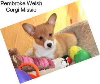 Pembroke Welsh Corgi Missie