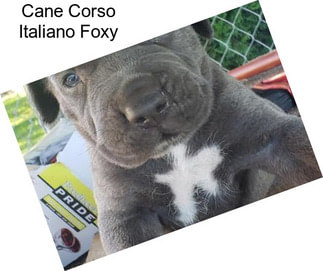 Cane Corso Italiano Foxy