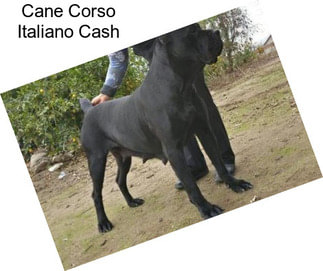 Cane Corso Italiano Cash