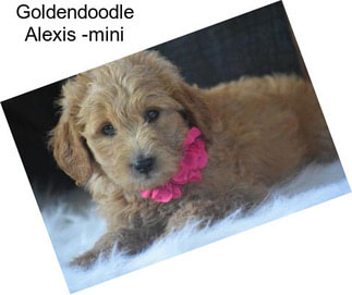 Goldendoodle Alexis -mini