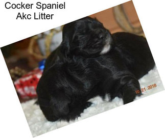 Cocker Spaniel Akc Litter