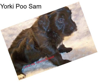 Yorki Poo Sam