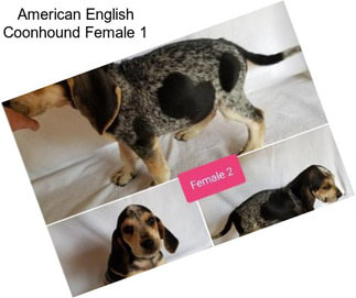 American English Coonhound Female 1