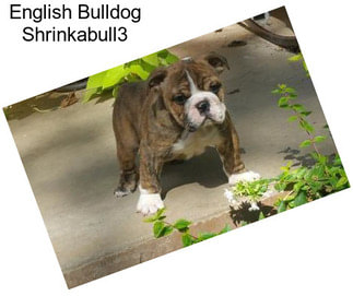 English Bulldog Shrinkabull3