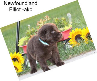 Newfoundland Elliot -akc