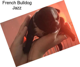 French Bulldog Jazz