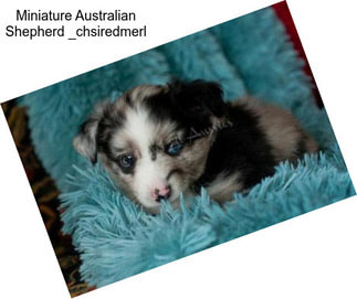 Miniature Australian Shepherd _chsiredmerl