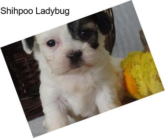 Shihpoo Ladybug