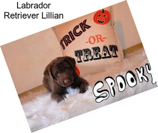 Labrador Retriever Lillian