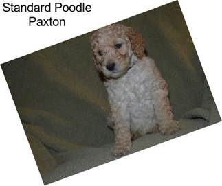 Standard Poodle Paxton