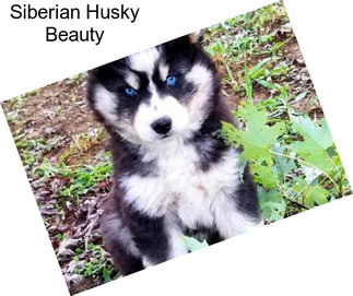 Siberian Husky Beauty