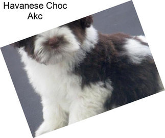 Havanese Choc Akc