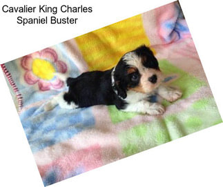 Cavalier King Charles Spaniel Buster