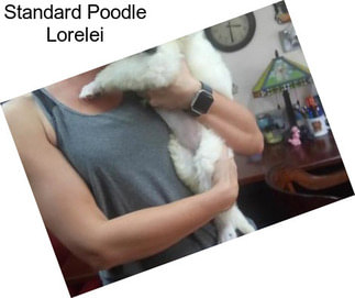 Standard Poodle Lorelei