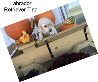 Labrador Retriever Tina