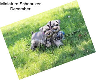 Miniature Schnauzer December