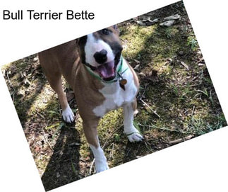 Bull Terrier Bette