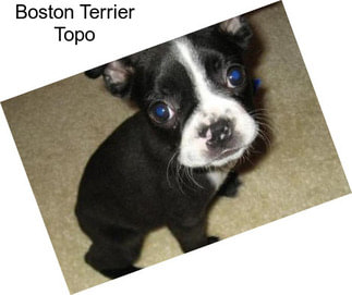 Boston Terrier Topo