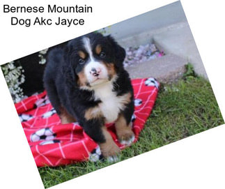 Bernese Mountain Dog Akc Jayce