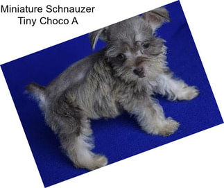 Miniature Schnauzer Tiny Choco A