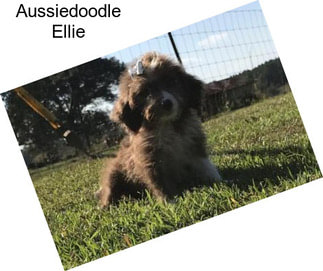 Aussiedoodle Ellie