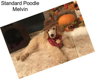 Standard Poodle Melvin