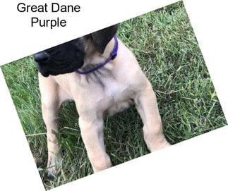 Great Dane Purple