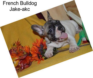 French Bulldog Jake-akc