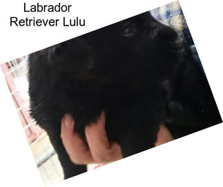 Labrador Retriever Lulu