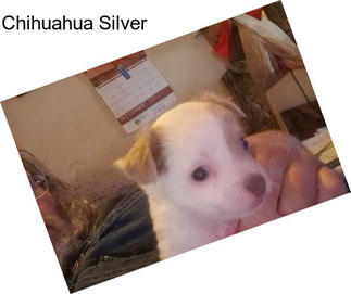 Chihuahua Silver