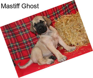 Mastiff Ghost